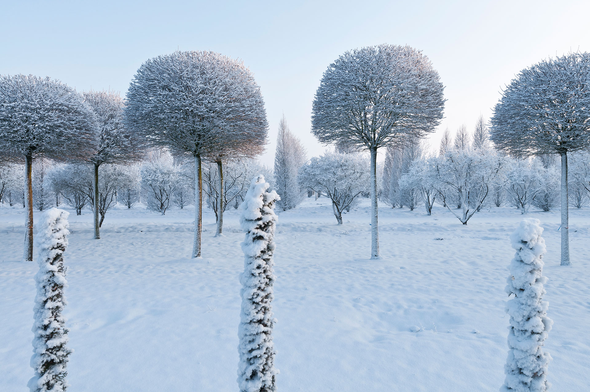 Niedersachsen im Ammerland eine Baumschule im Winter mit schneebedeckten Bäumen