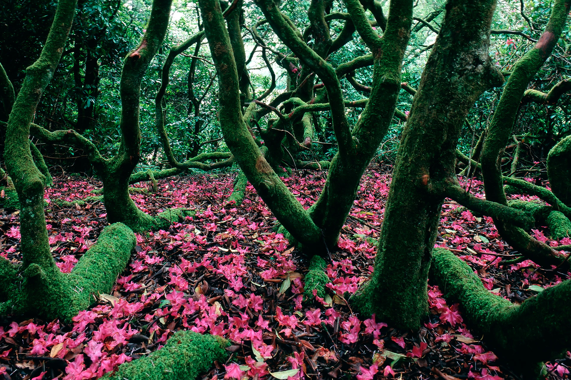 In Schottland wachsen die Rhododendronsträucher in üppiger Form