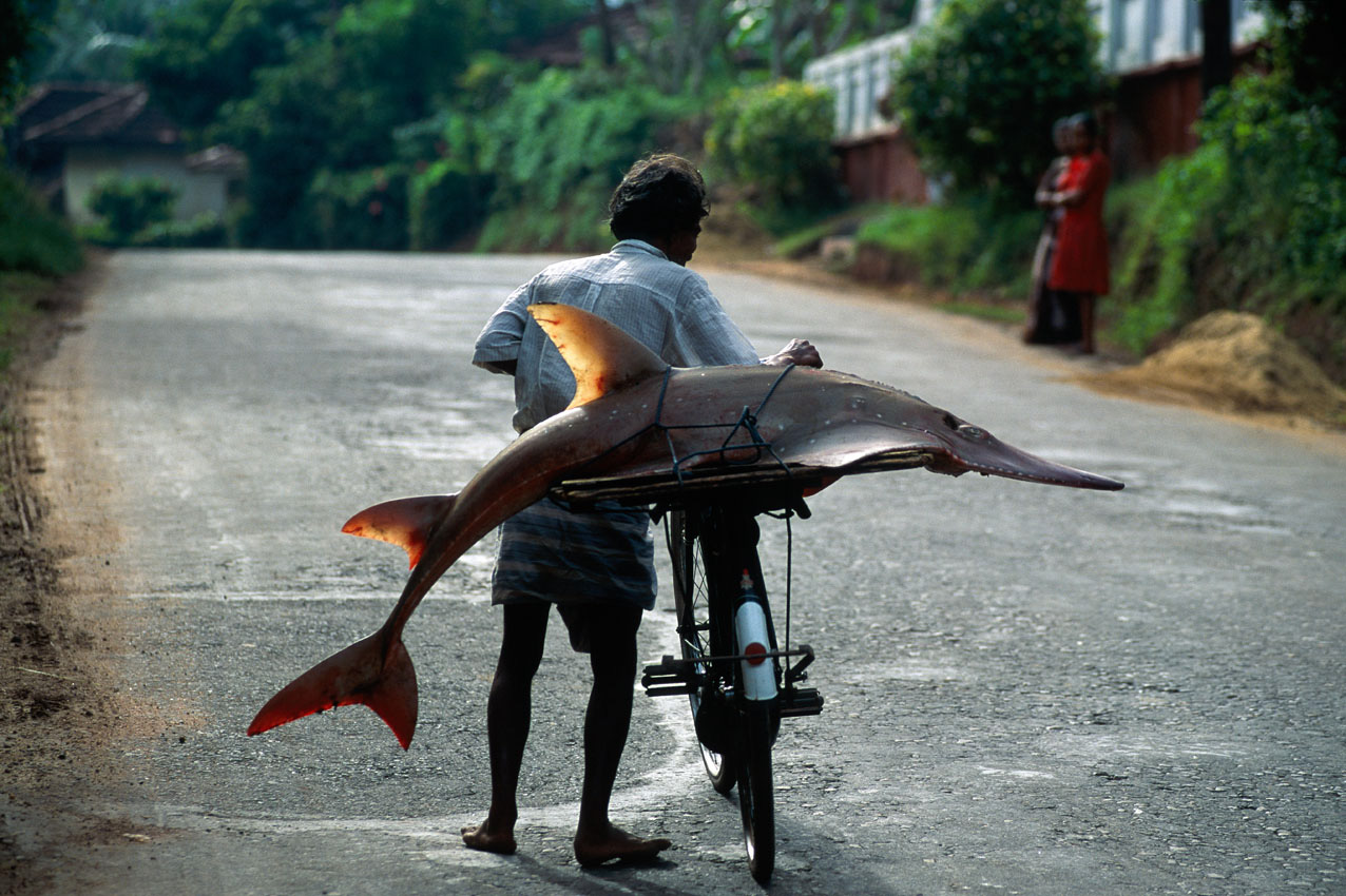 Asien auf der Insel Sri Lanka schiebt ein Fischer sein Fahrrad mit einem Fisch, einem Geigenrochen oder Hairochen auf seinem Gepäckträger auf der Landstrasse