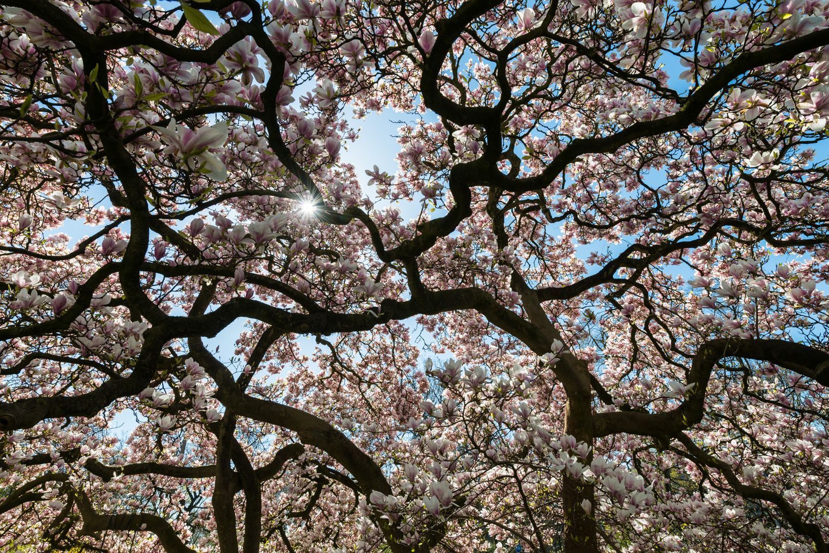 Bremen Magnolie Baum Baumkrone Magnolie Blüten